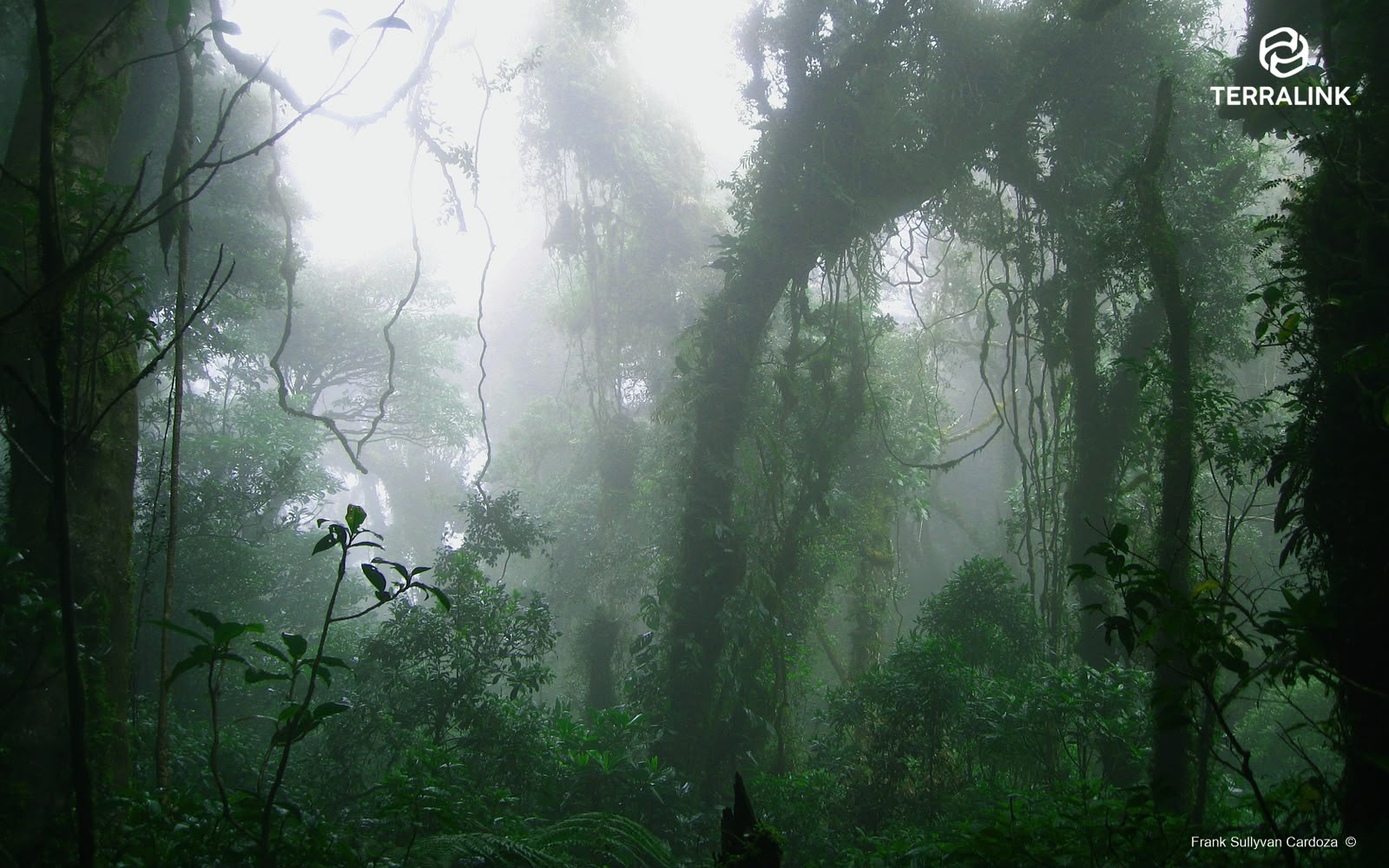 Bosque nebuloso de El Salvador fotografiado por Frank Sullivan Cardoza