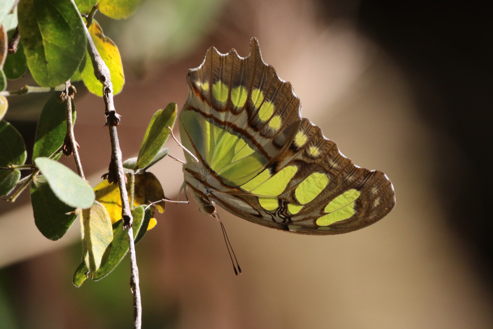 Mariposa en un pinar de Joateca, Morazán